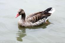 鴨子[脊椎動物]