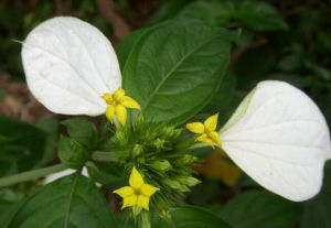 玉葉金花族 玉葉金花族