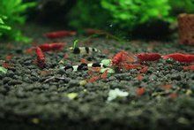 厚唇新條鰍 厚唇新條鰍