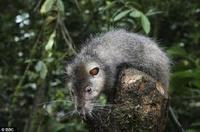 博薩維長毛鼠 博薩維長毛鼠