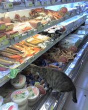 小貓在貨架上覓食