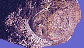 海座星綱 海座星綱