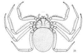 珍奇扁蛛 珍奇扁蛛