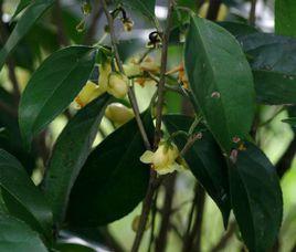 東興金花茶 東興金花茶