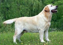 純種拉布拉多犬