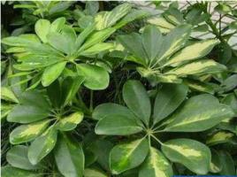 西南鵝掌柴[植物]