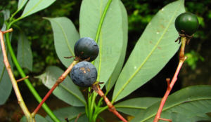 木姜潤楠 木姜潤楠