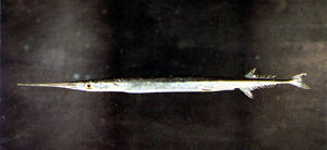 寬尾頜針魚 寬尾頜針魚