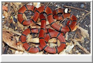 環紋赤蛇 環紋赤蛇