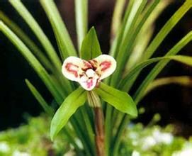 漾綠蕊蝶 漾綠蕊蝶