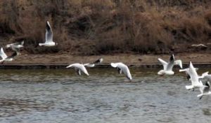 灤河河口沼澤區 灤河河口沼澤區