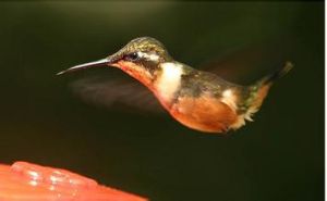 紫喉星額蜂鳥 紫喉星額蜂鳥