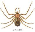 條紋巨蟹蛛 條紋巨蟹蛛