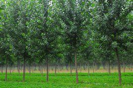 余莊村[山東省聊城市莘縣大王寨鎮余莊村]