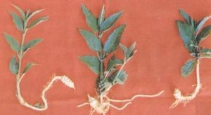 這是螺絲菜的全貌