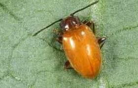 偽盜鰠屬 偽盜鰠屬