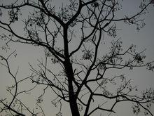 秋冬在際，凋零的苦楝樹上只有繁星惆悵。