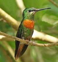 古氏蜂鳥 古氏蜂鳥