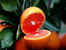 中華紅心臍橙 中華紅心臍橙