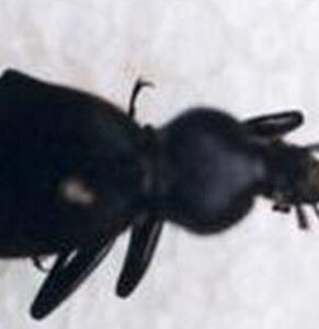 紅足雕口步甲 紅足雕口步甲