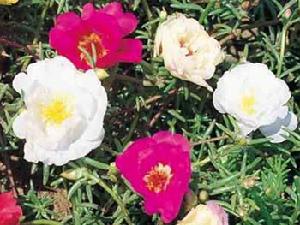 （圖）苔蘚玫瑰