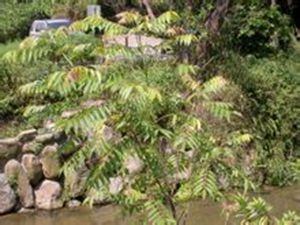 毛牛紏吳萸 毛牛紏吳萸