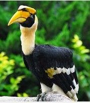 雙角犀鳥 雙角犀鳥