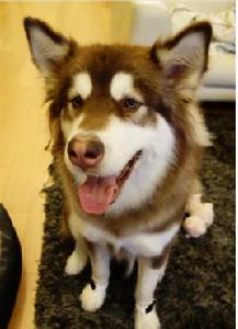 王可可[王思聰的愛犬]