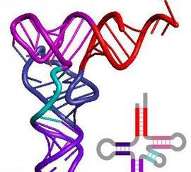 寡脫氧核糖核苷酸 寡脫氧核糖核苷酸