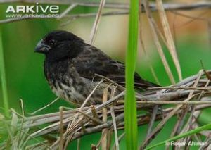 植食樹雀 植食樹雀