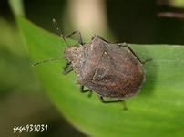 短刺黑椿象 短刺黑椿象