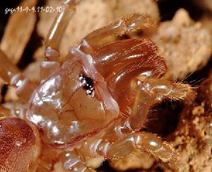 眼域隆起,八眼聚成一團