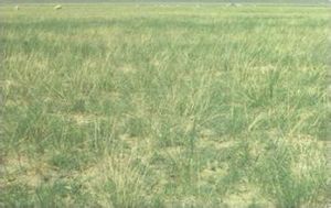 新疆針茅 新疆針茅