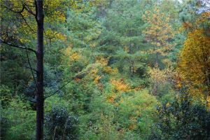 新生橋國家森林公園