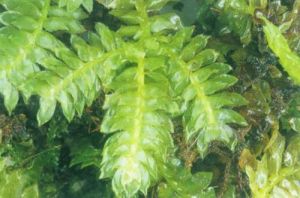 毛棱芹屬 毛棱芹屬