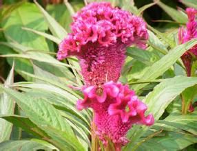 紅花遠志 紅花遠志