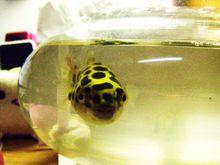 金娃娃[海江洄游性的溫水性底棲魚類]