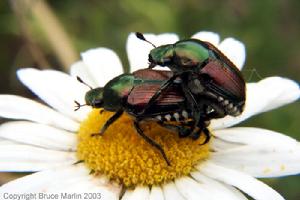 （圖）日本金龜子