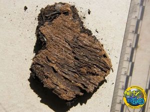 公象腹中的食物殘渣