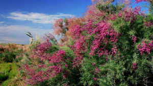 異花檉柳 異花檉柳