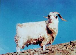 二狼山白絨山羊