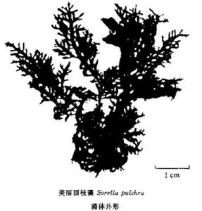 美麗頂枝藻 美麗頂枝藻