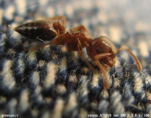（圖）小家蟻屬