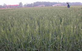 冬黑10號 冬黑10號