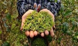 貼毛折柄茶(變種) 貼毛折柄茶(變種)