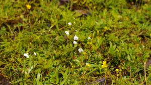 單莖碎米薺 單莖碎米薺