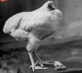 無頭雞[1945年4月-1947年3月美國的一起無頭雞事件]