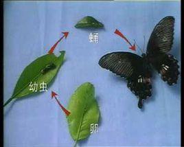 蝴蝶養殖技術 蝴蝶養殖技術