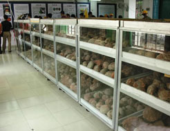 恐龍蛋骨化石展館