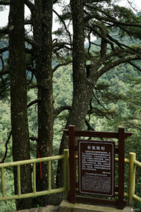 金秀銀杉公園 金秀銀杉公園